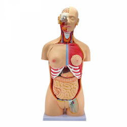 Модель анатомии человека, 32 детали, сменный пол, высококачественная модель анатомии человеческого торса UL-D02