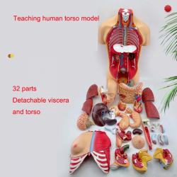Модель анатомии человека, 32 детали, сменный пол, высококачественная модель анатомии человеческого торса UL-D02