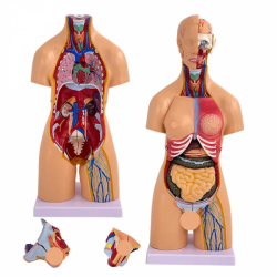 Модель анатомии человека 55 см Человеческий торс 21 часть UL-D03