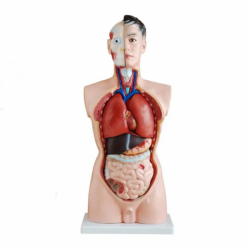 Модель человеческого торса, ПВХ, пластиковые съемные детали, демонстрационная модель анатомии UL-208