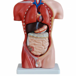 Модель человеческого торса, ПВХ, пластиковые съемные детали, демонстрационная модель анатомии UL-208
