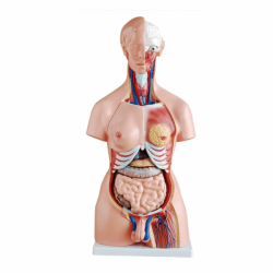 85 см унисекс торс 23 части медицинская анатомическая обучающая модель человеческого торса UL-J