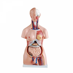 85 см унисекс торс 23 части медицинская анатомическая модель человеческого торса UL-U23