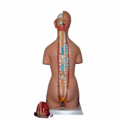 Биомедицинская обучающая модель 85 см, пластиковая анатомическая модель человеческого тела, мужской торс, 32 детали UL-J421
