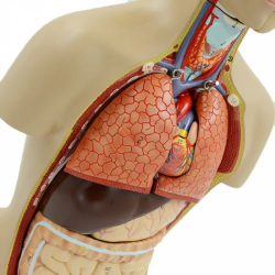 Туловище из 16 частей Анатомическая модель органов человека UL-04