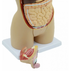 Анатомическая модель органов человека, туловище из 16 частей UL