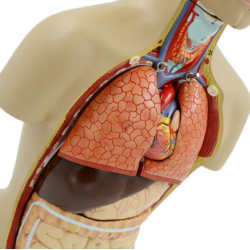 Анатомическая модель органов человека, туловище из 16 частей UL