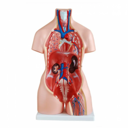 85 см унисекс торс 23 части медицинская анатомическая модель человеческого торса UL-204A1