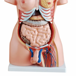85 см унисекс торс 23 части медицинская анатомическая модель человеческого торса UL-J421-1