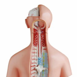 85 см унисекс торс 23 части медицинская анатомическая модель человеческого торса UL-J421-1