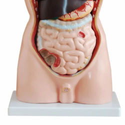 Анатомическая модель человека в натуральную величину 85 см мужской торс 19 частей UL-19