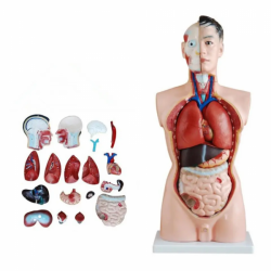 Анатомическая модель человека в натуральную величину 85 см мужской торс 19 частей UL-19