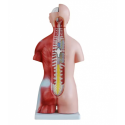 Модель тела человека двуполая 45 см, 23 части UL