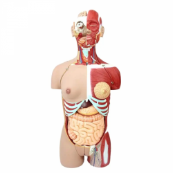 Анатомическая модель туловища человека UL-E2E