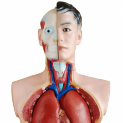 Пластиковая анатомическая модель человека 85 см мужской торс 19 съемных частей модель UL-201