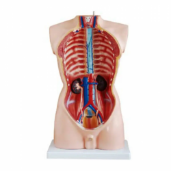 Пластиковая анатомическая модель человека 85 см мужской торс 19 съемных частей модель UL-201