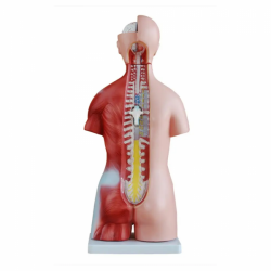 45-сантиметровая бисексуальная модель анатомии туловища человека UL-45-3