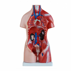 45-сантиметровая бисексуальная модель анатомии туловища человека UL-45-3
