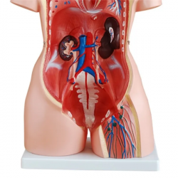 85 см унисекс торс 23 части медицинская анатомическая модель человеческого торса UL-23