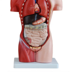 Медицинская анатомическая человека 42 см Женский торс 15 частей  UL-421