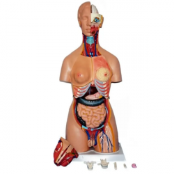 85 см пластиковая анатомическая модель человеческого тела мужской торс 32 детали UL-32