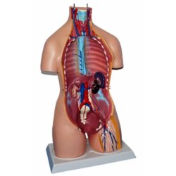 85 см пластиковая анатомическая модель человеческого торса 32 детали UL