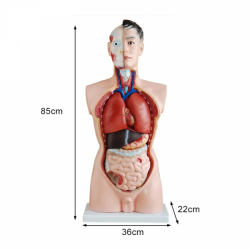 85 см, модель человеческого торса, ПВХ UL-208-5