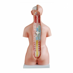 85 см унисекс торс 23 части медицинская анатомическая модель человеческого торса UL-204A-2