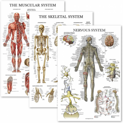 Медицинская карта анатомии человека UL-03045