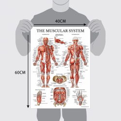 Настенная диаграмма, карта анатомии человека, учебный атлас UL-03046