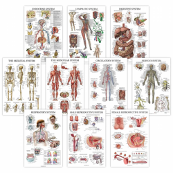 Настенная диаграмма, карта анатомии человека, учебный атлас UL-03045
