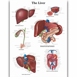 Настенная диаграмма, карта анатомии человека, учебный атлас UL-03048