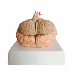 Анатомическая модель мозга, 9 частей UL-3307