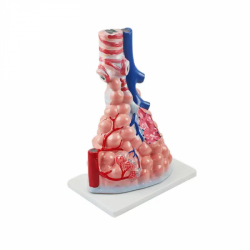 Анатомическая увеличенная модель легочной альвеолы UL-S