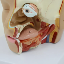 Модель головы в натуральную величину, прикрепленная церебральная артерия, большая модель среднего мозга из 4 частей UL-30