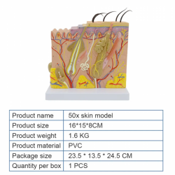 Увеличенная в 50 раз анатомическая модель кожи UL-E