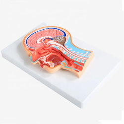 Высококачественные детали анатомии головы человека, средний раздел головного мозга UL-319