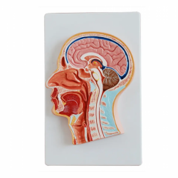 Высококачественные детали анатомии головы человека, средний раздел головного мозга UL-319