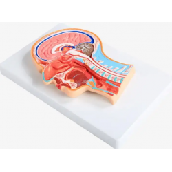 Модель срединного сагиттального сечения головы человека UL