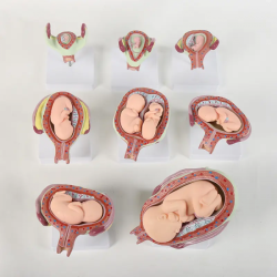 Модель развития беременности, модель развития плода из 8 частей UL-414A