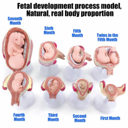 модель процесса развития плода при беременности UL-414