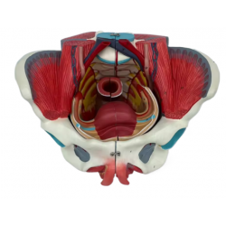Модель женского таза с гениталиями и сосудистыми нервами UL