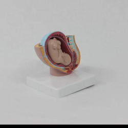 Медицинская обучающая женская репродуктивная модель беременность женская модель тазового пояса UL-190139