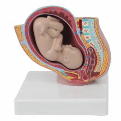 Анатомия матки полость женского таза с репродуктивной моделью матки при 9-месячной беременности плода UL-332-B2