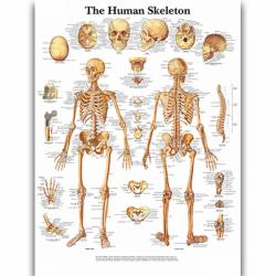 Художественный декор, анатомическая диаграмма человеческого тела, анатомия, медицинский настенный художественный декор, холст UL