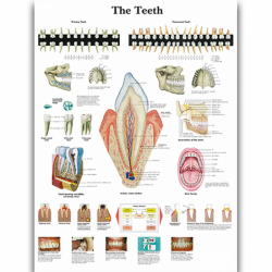 Художественный декор, анатомическая диаграмма человеческого тела, анатомия, медицинский настенный художественный декор, холст UL